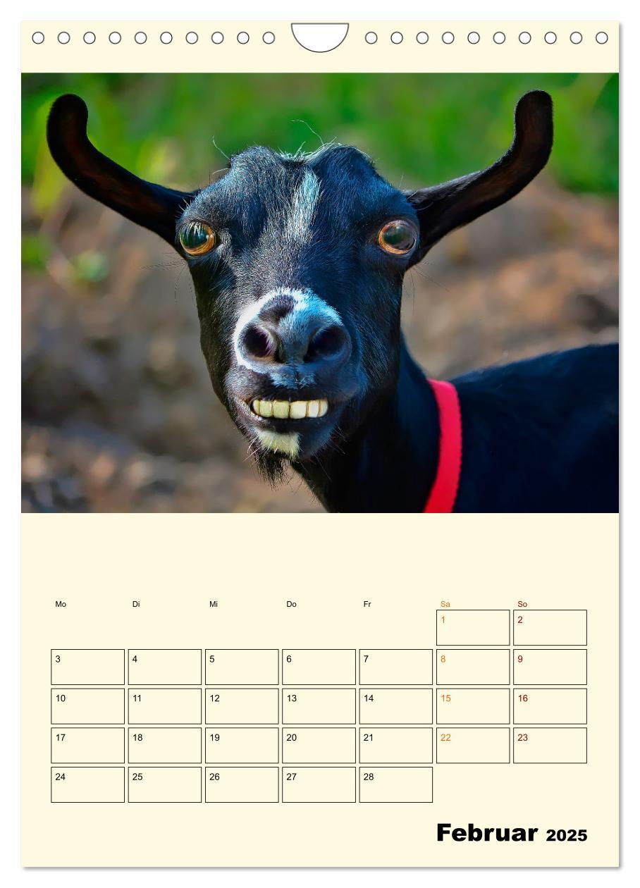 Bild: 9783435904563 | Lustig verrückt - der Tierkalender (Wandkalender 2025 DIN A4 hoch),...