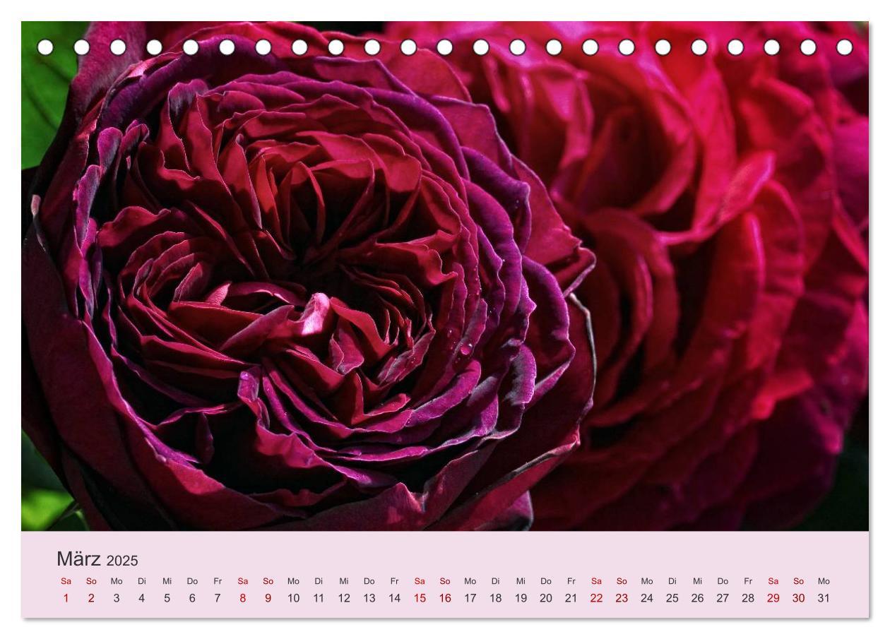 Bild: 9783435452309 | Rosen Reigen im Garten (Tischkalender 2025 DIN A5 quer), CALVENDO...