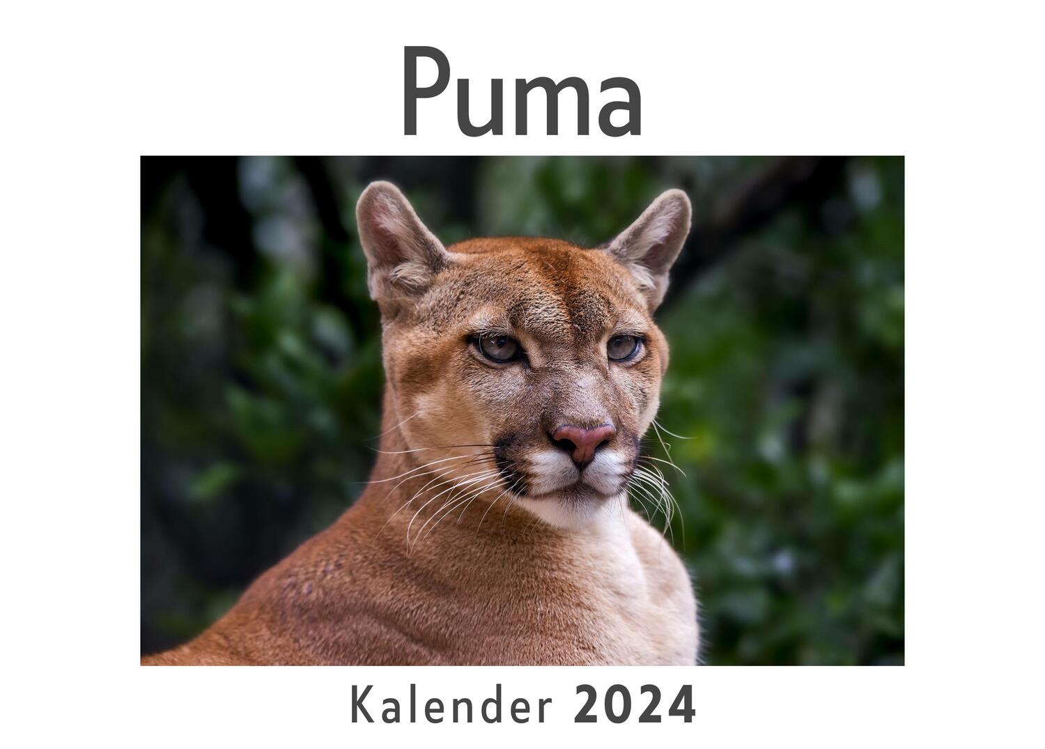 Cover: 9783750543089 | Puma (Wandkalender 2024, Kalender DIN A4 quer, Monatskalender im...