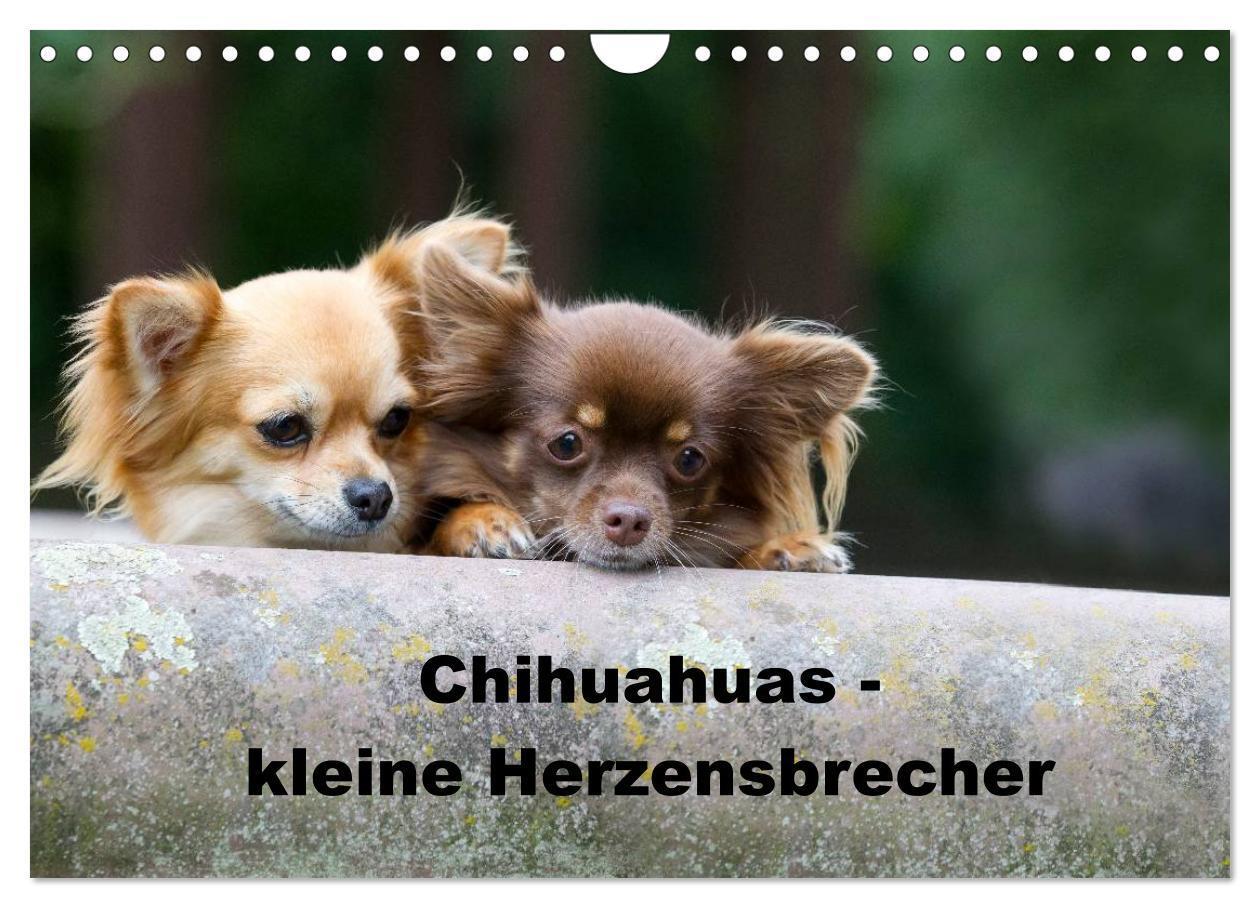 Cover: 9783675478862 | Chihuahuas - kleine Herzensbrecher (Wandkalender 2024 DIN A4 quer),...