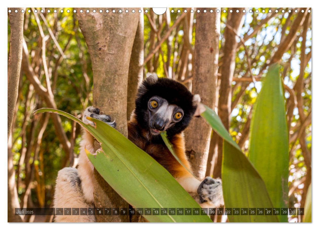 Bild: 9783435282296 | Tierisches Madagaskar (Wandkalender 2025 DIN A3 quer), CALVENDO...