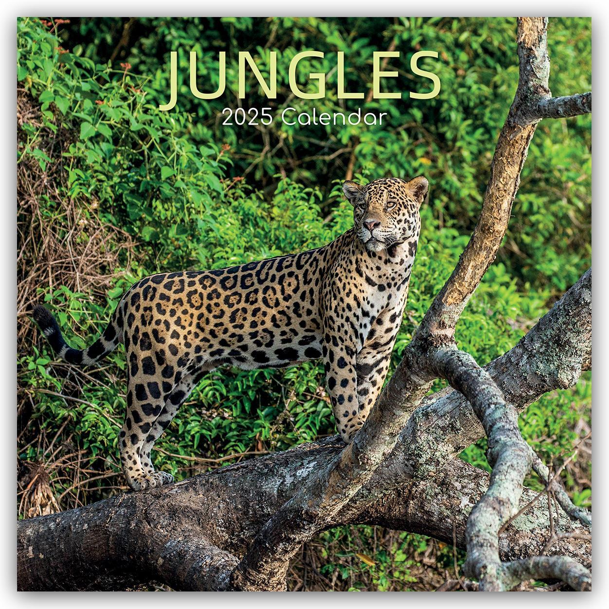 Cover: 9781835360958 | Jungles - Dschungel 2025 - 16-Monatskalender | Ltd | Kalender | 14 S.