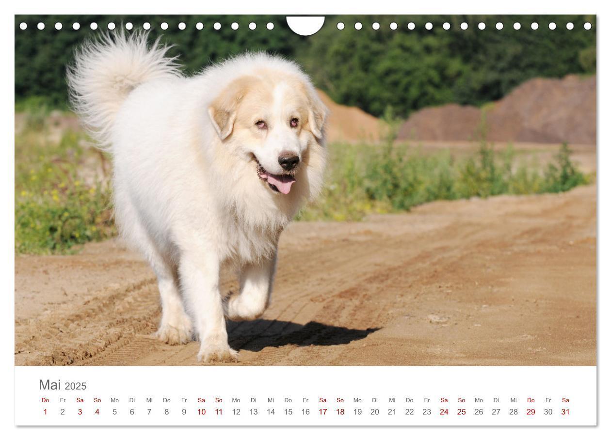 Bild: 9783435055098 | Pyrenäenberghunde (Wandkalender 2025 DIN A4 quer), CALVENDO...