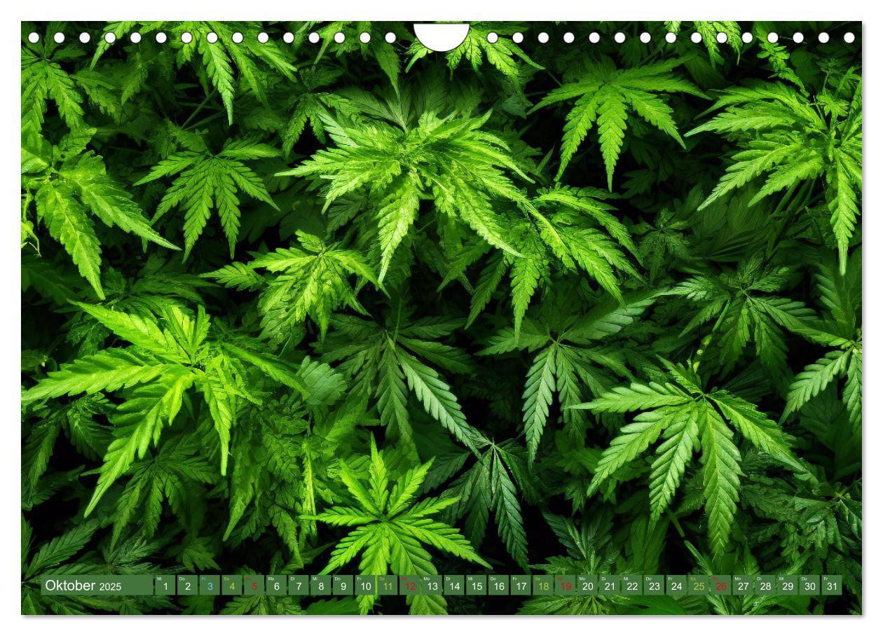 Bild: 9783435691463 | Faszination Cannabis (Wandkalender 2025 DIN A4 quer), CALVENDO...