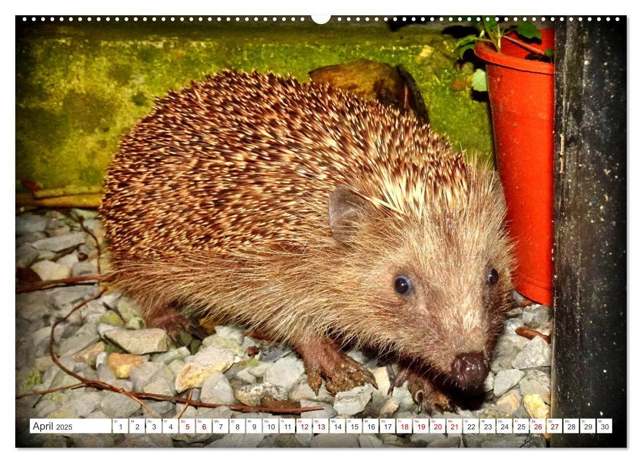 Bild: 9783457146279 | Mein Haus-Igel (Wandkalender 2025 DIN A2 quer), CALVENDO...