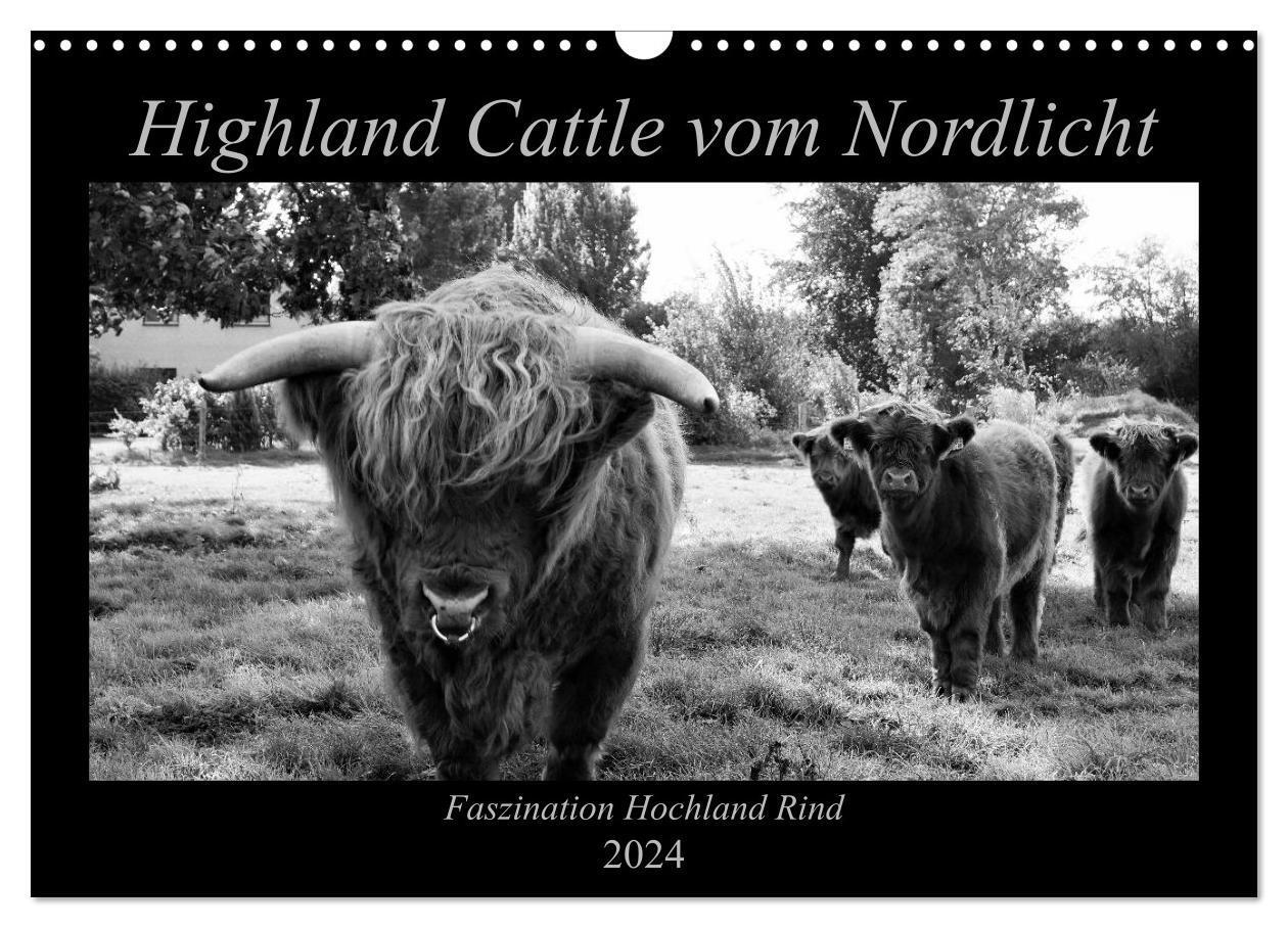 Cover: 9783383166617 | Highland Cattle vom Nordlicht - Faszination Hochland Rind...