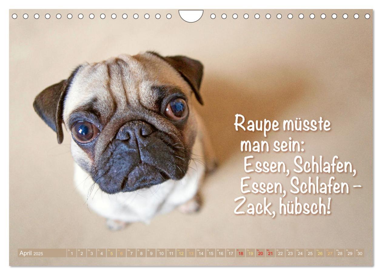 Bild: 9783435061266 | Der Mops: Nicht klein, sondern aufs Wesentliche reduziert. Edition...