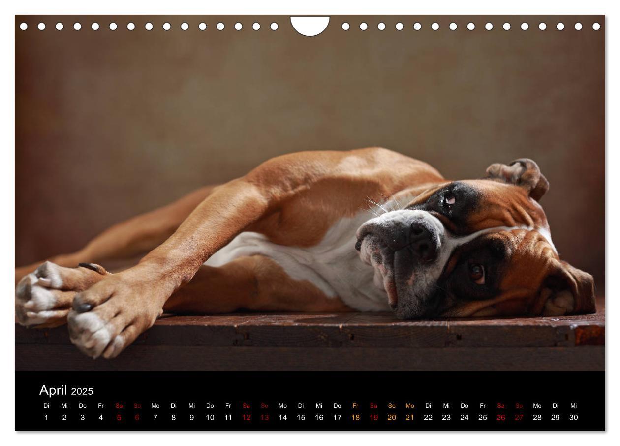 Bild: 9783435436675 | Liebenswerte Boxer (Wandkalender 2025 DIN A4 quer), CALVENDO...