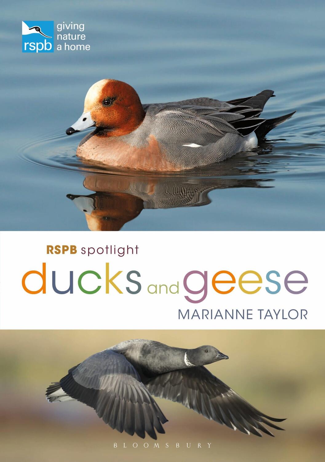 Cover: 9781472971647 | RSPB Spotlight Ducks and Geese | Ms Marianne Taylor | Taschenbuch