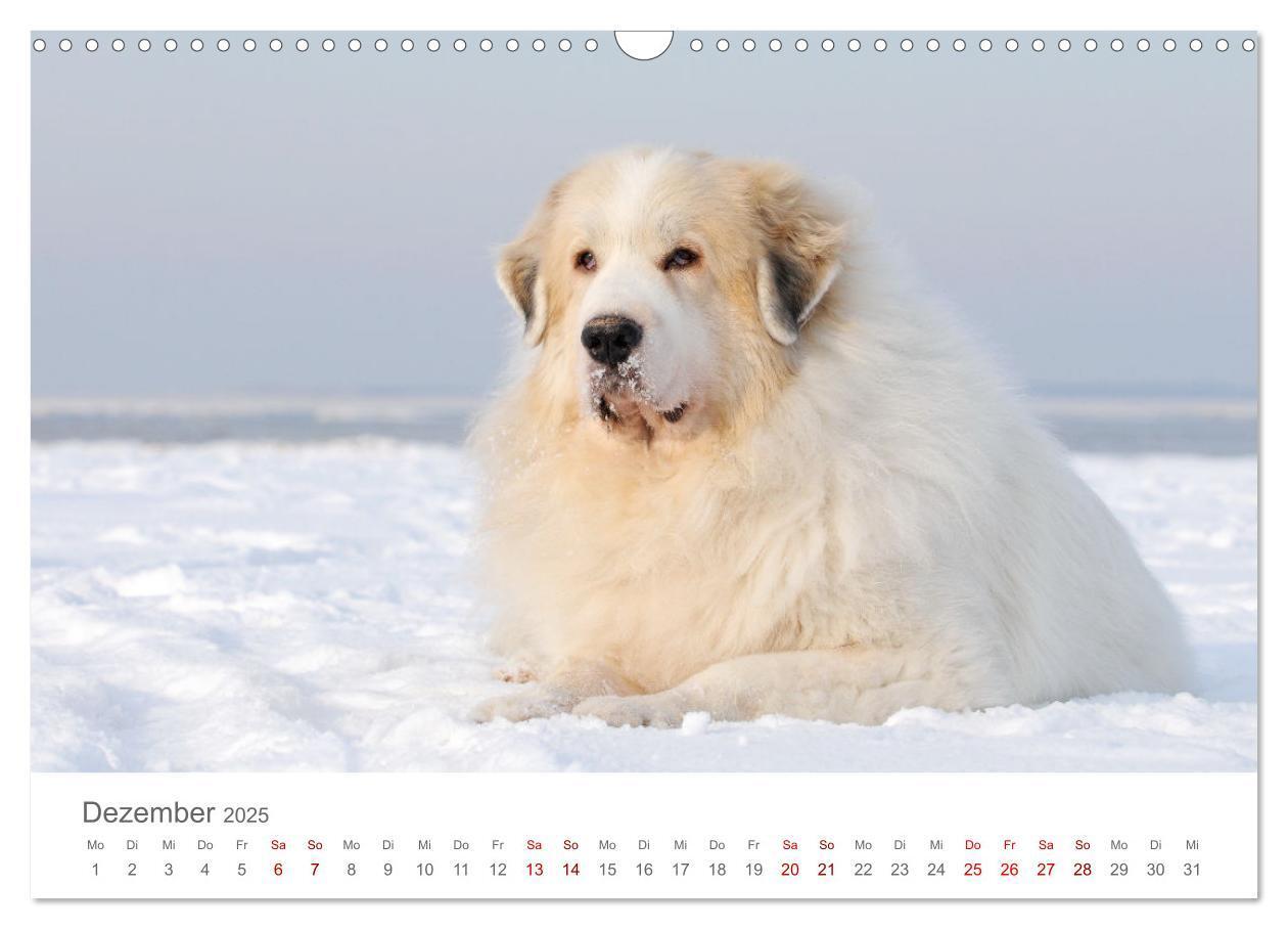 Bild: 9783435054695 | Pyrenäenberghunde (Wandkalender 2025 DIN A3 quer), CALVENDO...