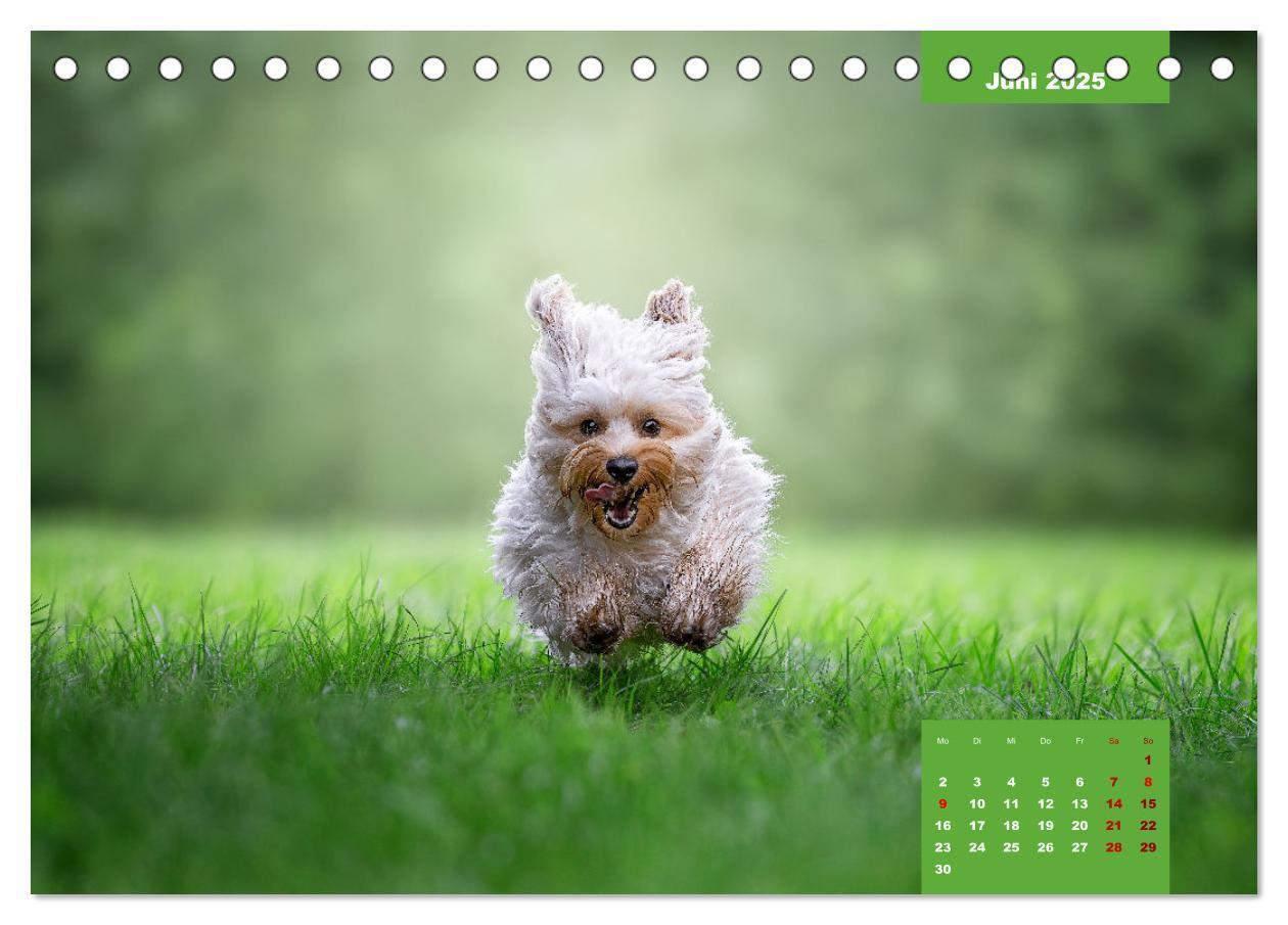 Bild: 9783435033096 | Rocket der Havaneser (Tischkalender 2025 DIN A5 quer), CALVENDO...