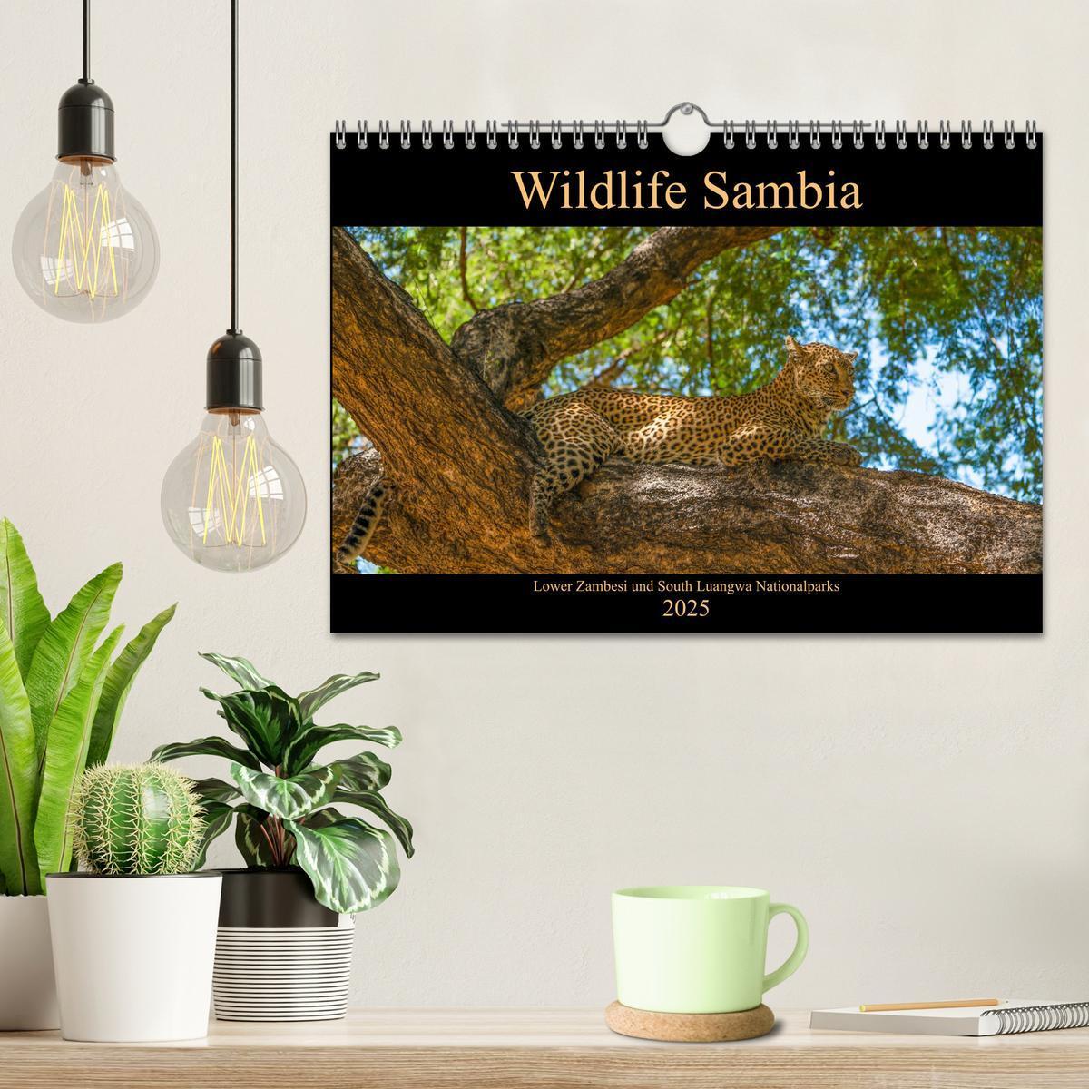 Bild: 9783435313501 | Wildlife Sambia (Wandkalender 2025 DIN A4 quer), CALVENDO...