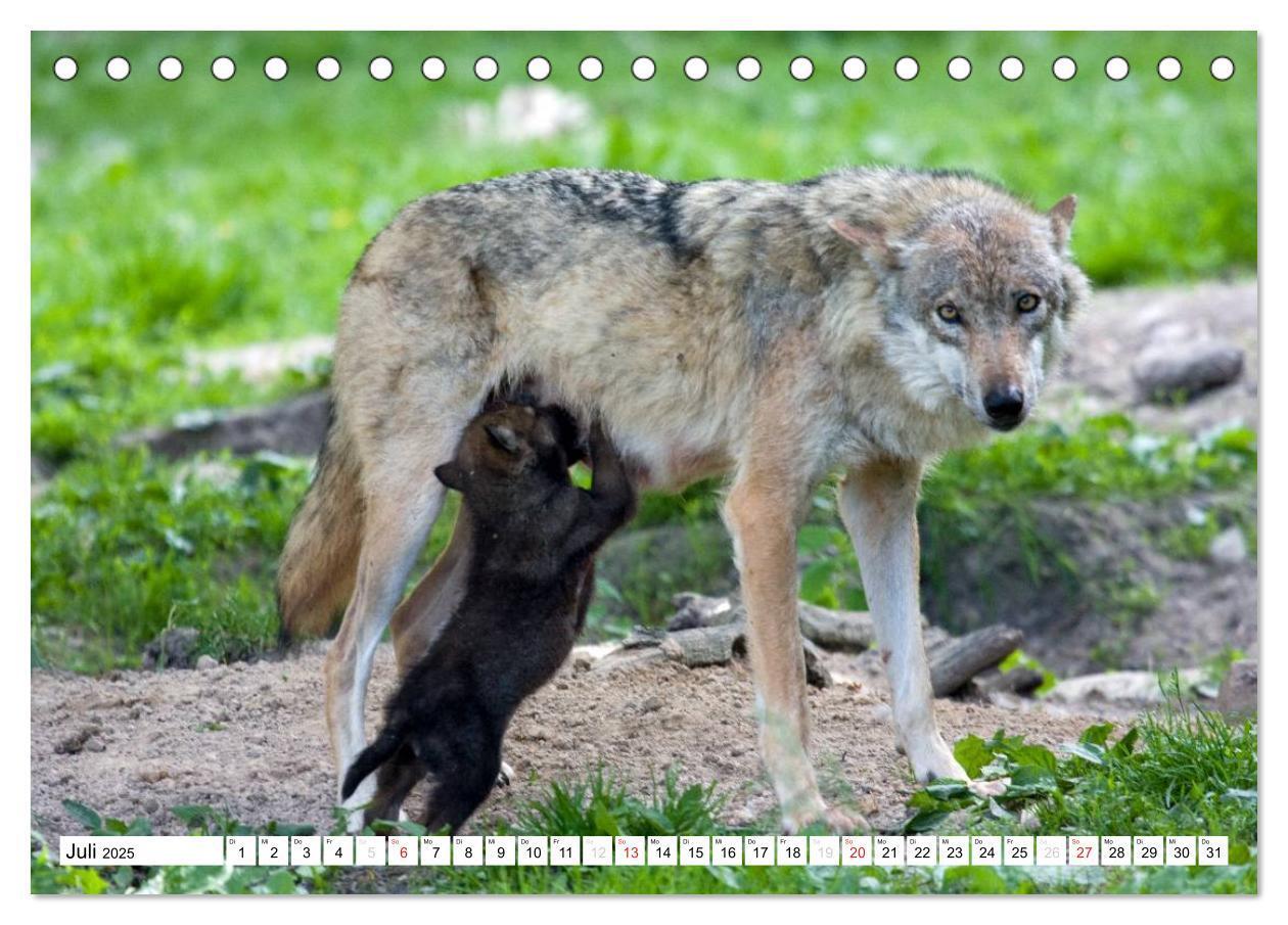 Bild: 9783435490035 | Mit dem Wolf durch's Jahr (Tischkalender 2025 DIN A5 quer),...