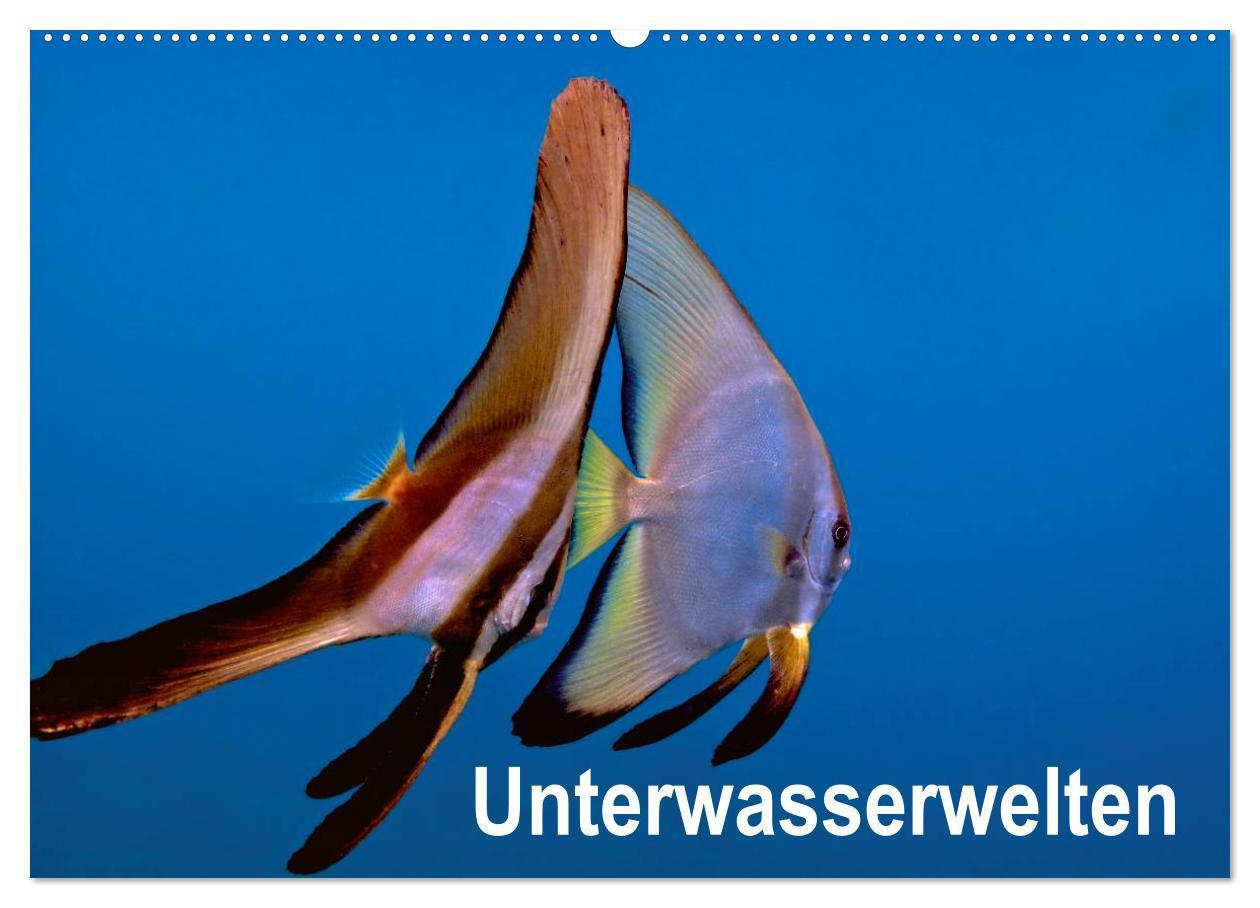 Cover: 9783435770977 | Unterwasserwelten (Wandkalender 2025 DIN A2 quer), CALVENDO...