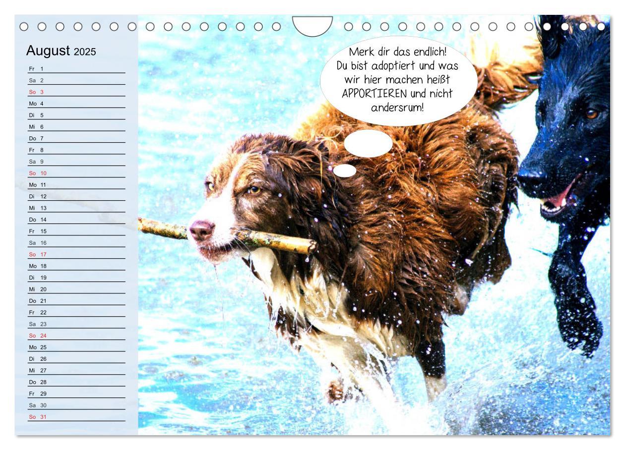 Bild: 9783435184897 | Hurra! Wir gehen Gassi! Abenteuer mit dem Hund! (Wandkalender 2025...