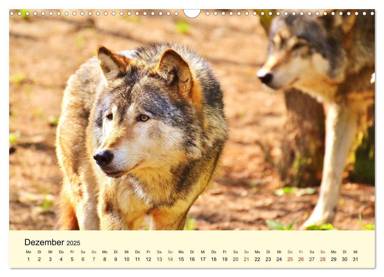 Bild: 9783435176168 | Scheue Wildtiere in heimischen Wäldern und Bergen (Wandkalender...