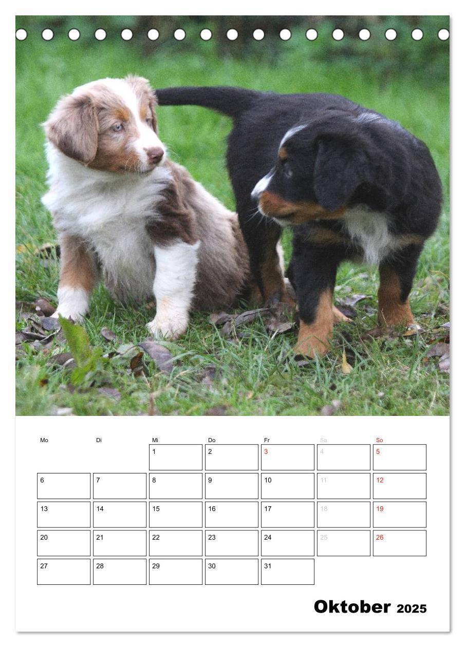 Bild: 9783457079331 | Australian Shepherd (Tischkalender 2025 DIN A5 hoch), CALVENDO...