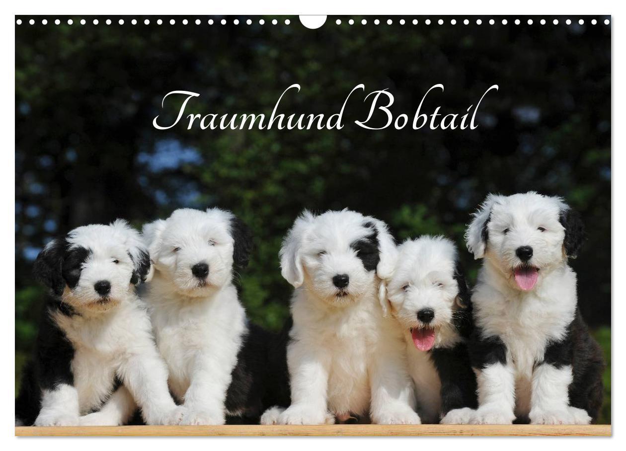 Cover: 9783383359927 | Traumhund Bobtail (Wandkalender 2024 DIN A3 quer), CALVENDO...