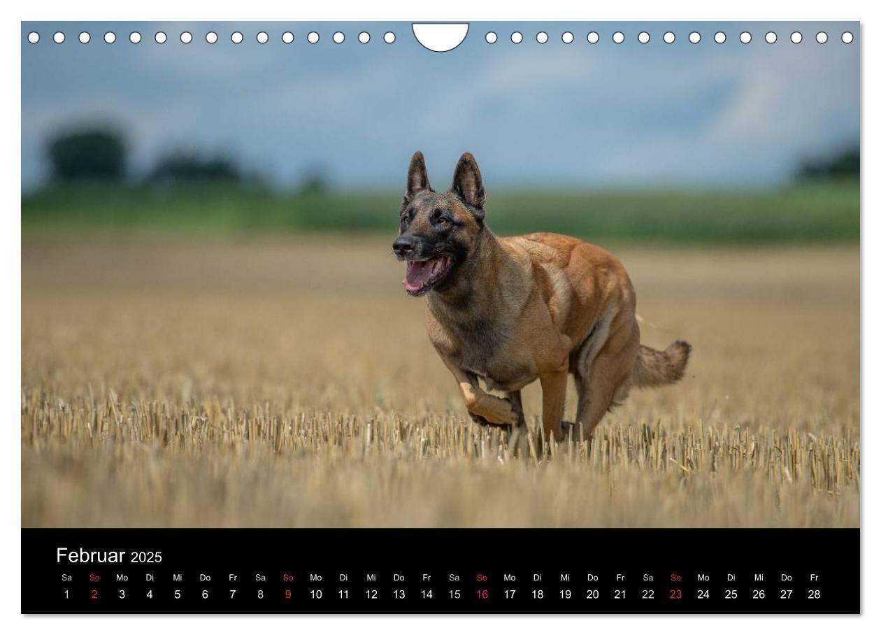 Bild: 9783435631919 | Belgischer Schäferhund - Der Malinois in Action (Wandkalender 2025...