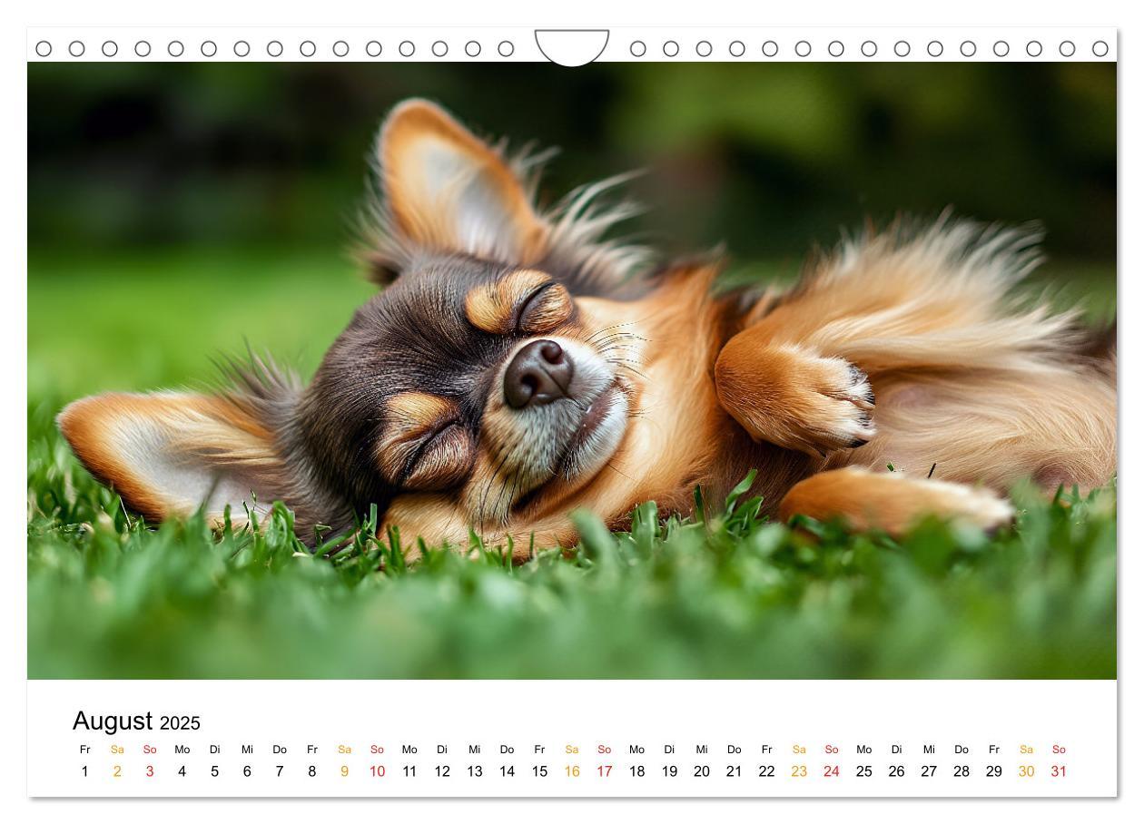 Bild: 9783457236932 | Chihuahua - kleine Energiebündel (Wandkalender 2025 DIN A4 quer),...