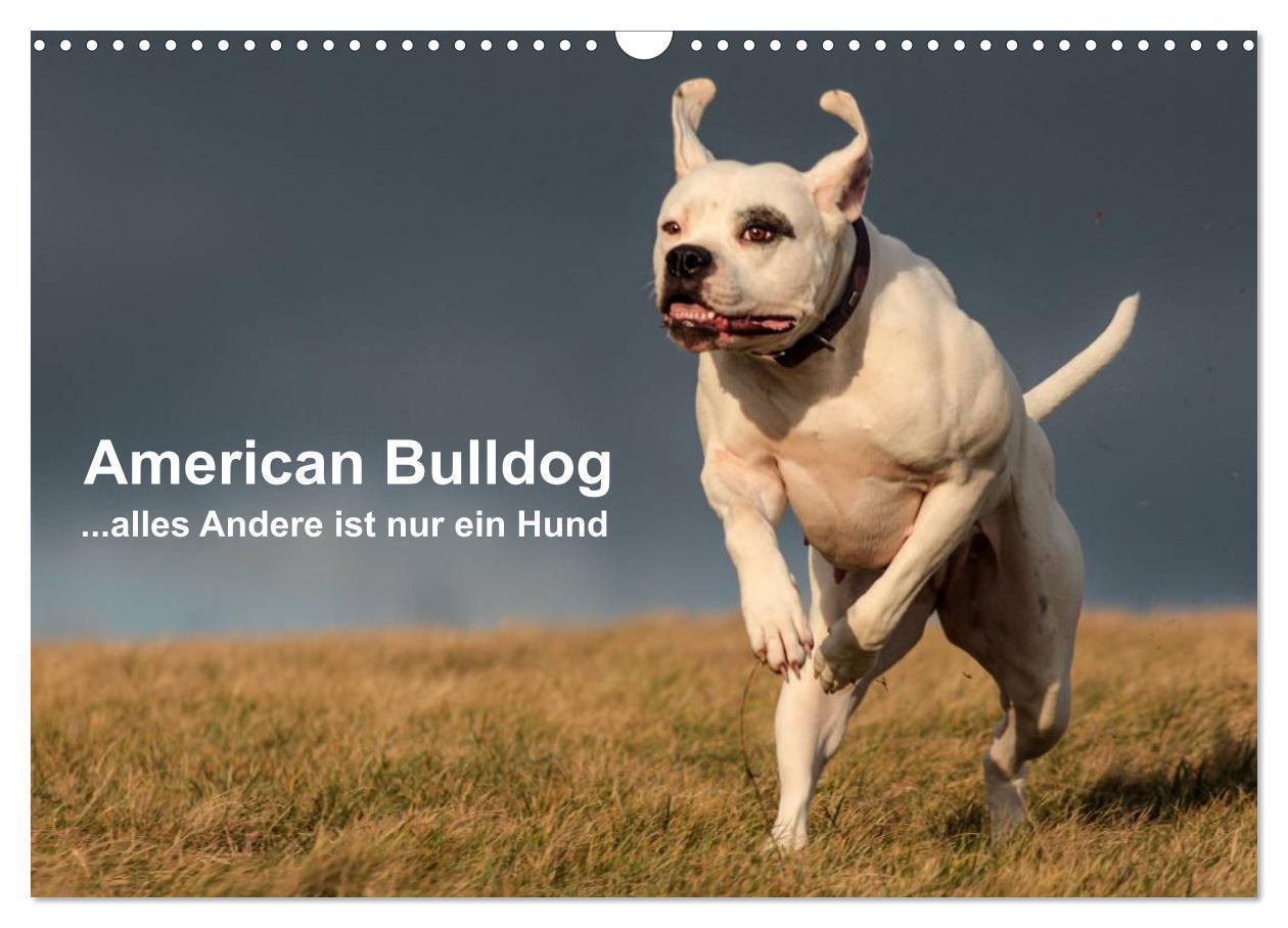 Cover: 9783675762084 | American Bulldog - alles Andere ist nur ein Hund (Wandkalender 2024...