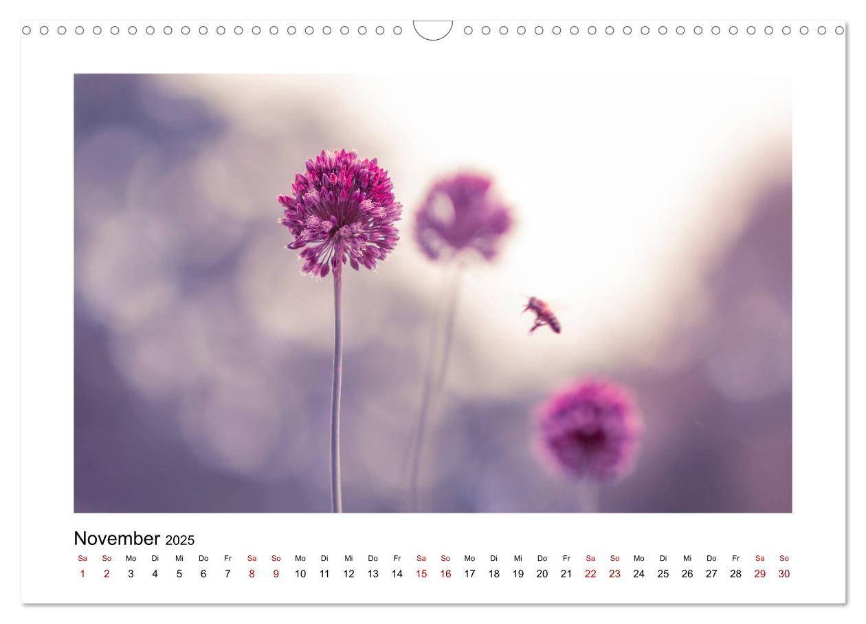 Bild: 9783435251568 | Rosa Blütentraum (Wandkalender 2025 DIN A3 quer), CALVENDO...