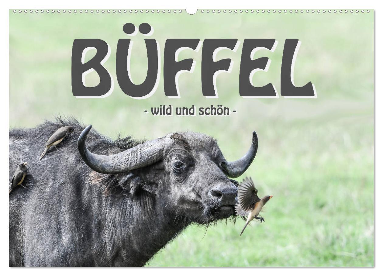 Cover: 9783435238248 | Büffel - wild und schön (Wandkalender 2025 DIN A2 quer), CALVENDO...