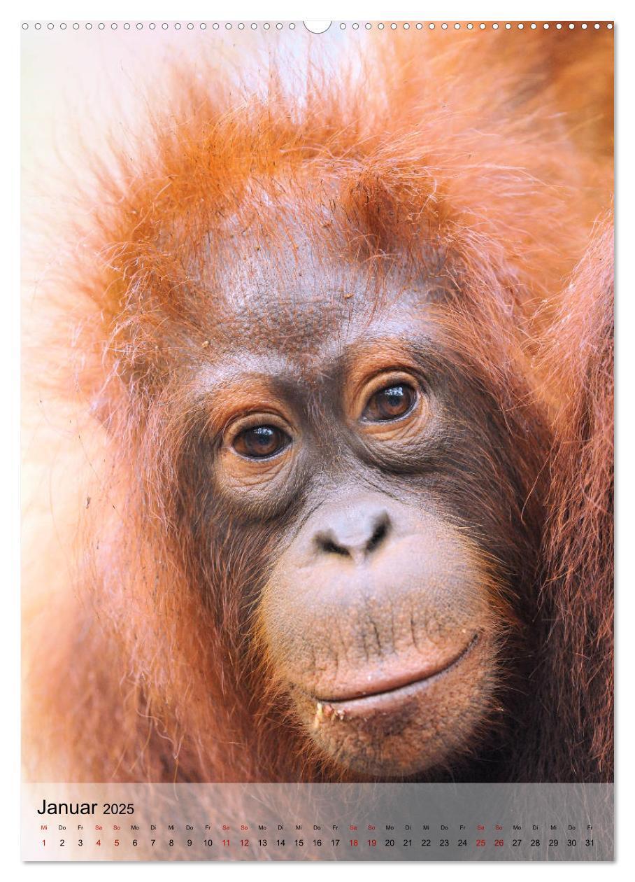 Bild: 9783435964901 | Orang Utans aus Borneo (Wandkalender 2025 DIN A2 hoch), CALVENDO...