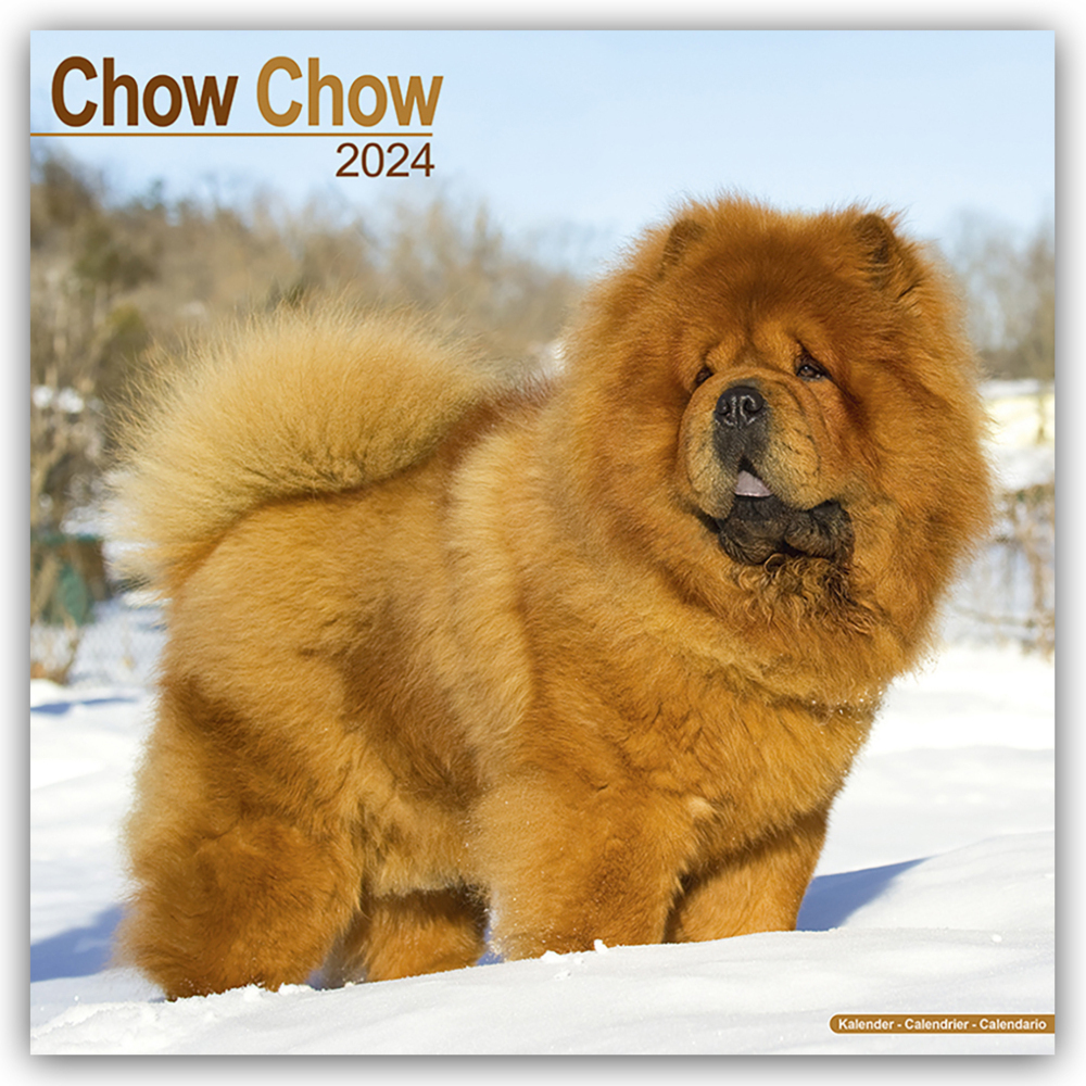 Cover: 9781804600290 | Chow Chow 2024 - 16-Monatskalender | Avonside Publishing Ltd | 13 S.