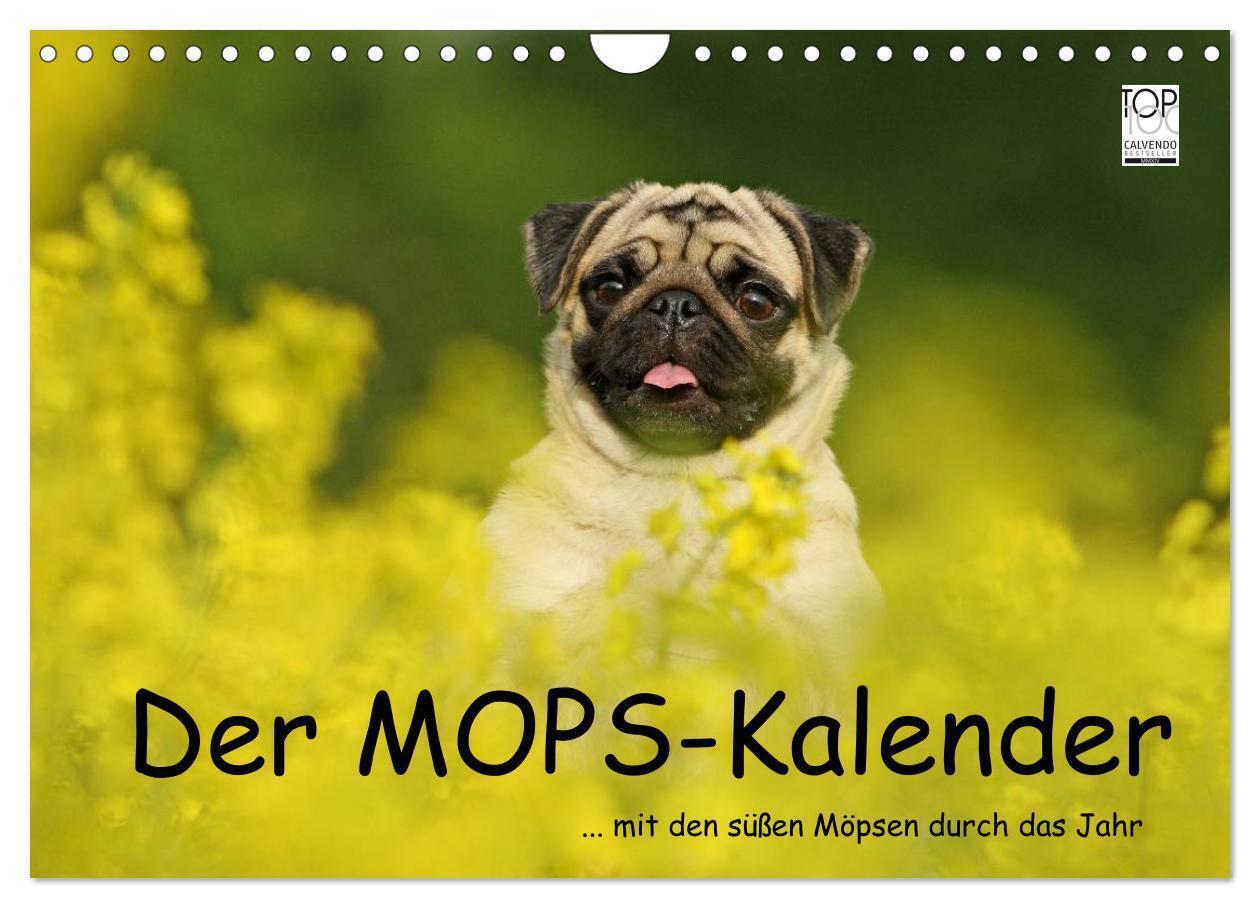 Cover: 9783675963771 | Der MOPS-Kalender (Wandkalender 2024 DIN A4 quer), CALVENDO...