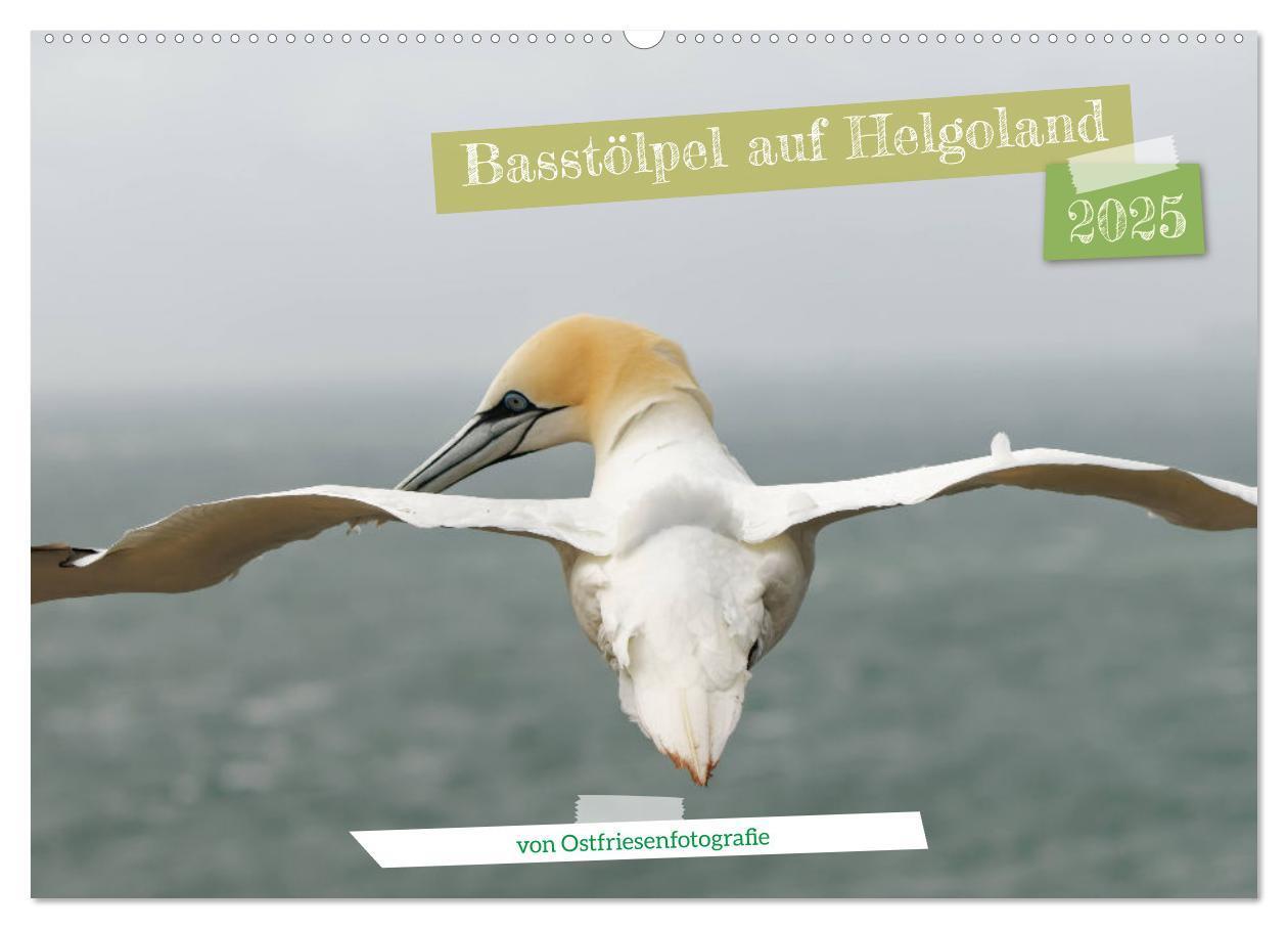 Cover: 9783457207581 | Basstölpel auf Helgoland - von Ostfriesenfotografie (Wandkalender...