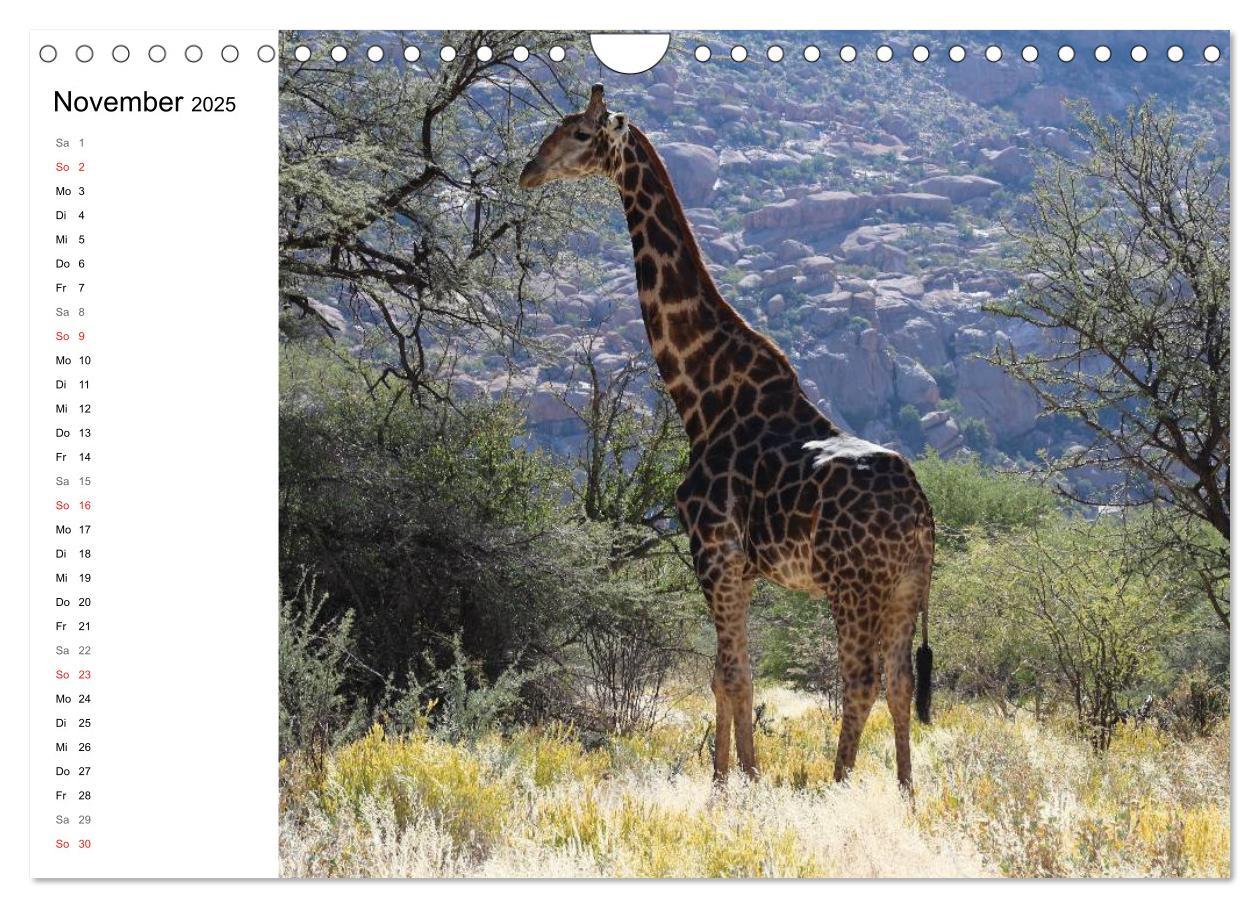 Bild: 9783435552818 | Namibia - Tierische Vielfalt (Planer) (Wandkalender 2025 DIN A4...