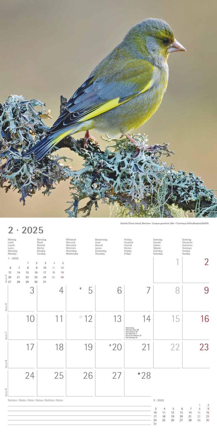 Bild: 4251732340728 | Vögel 2025 - Broschürenkalender 30x30 cm (30x60 geöffnet) -...