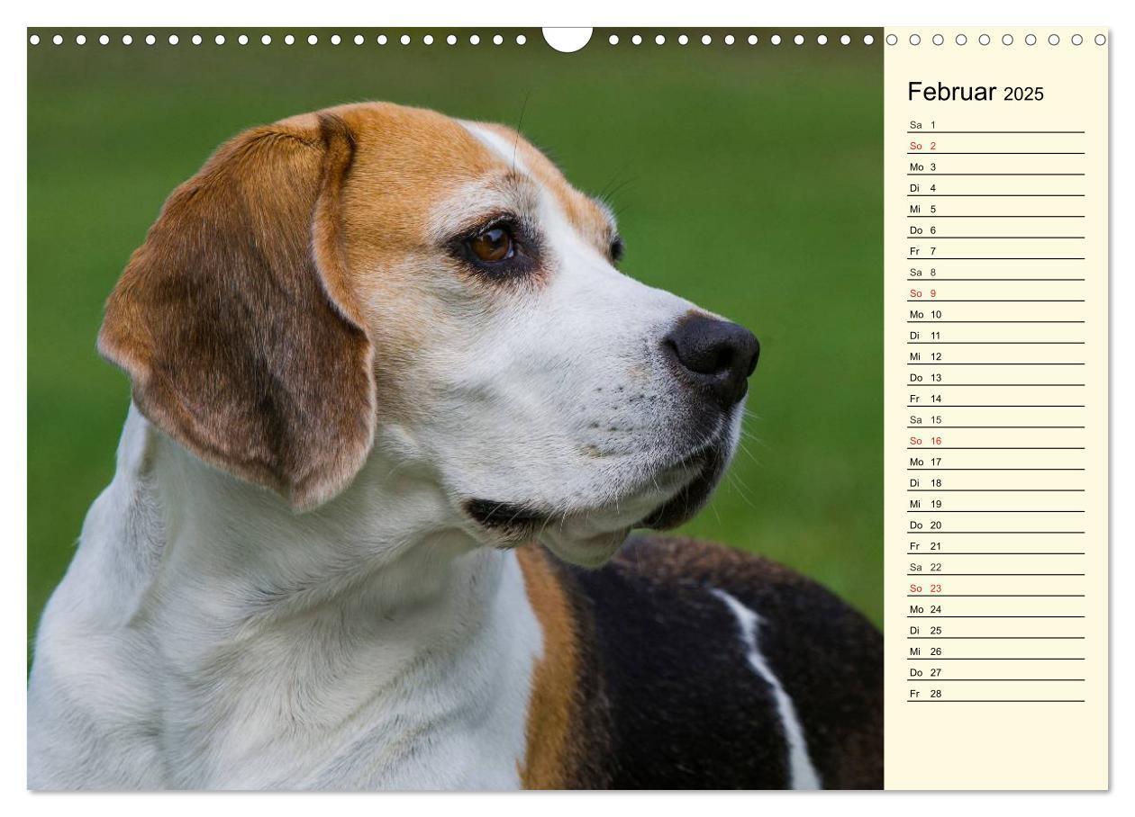 Bild: 9783435541287 | Beagle - Herz auf 4 Pfoten (Wandkalender 2025 DIN A3 quer),...