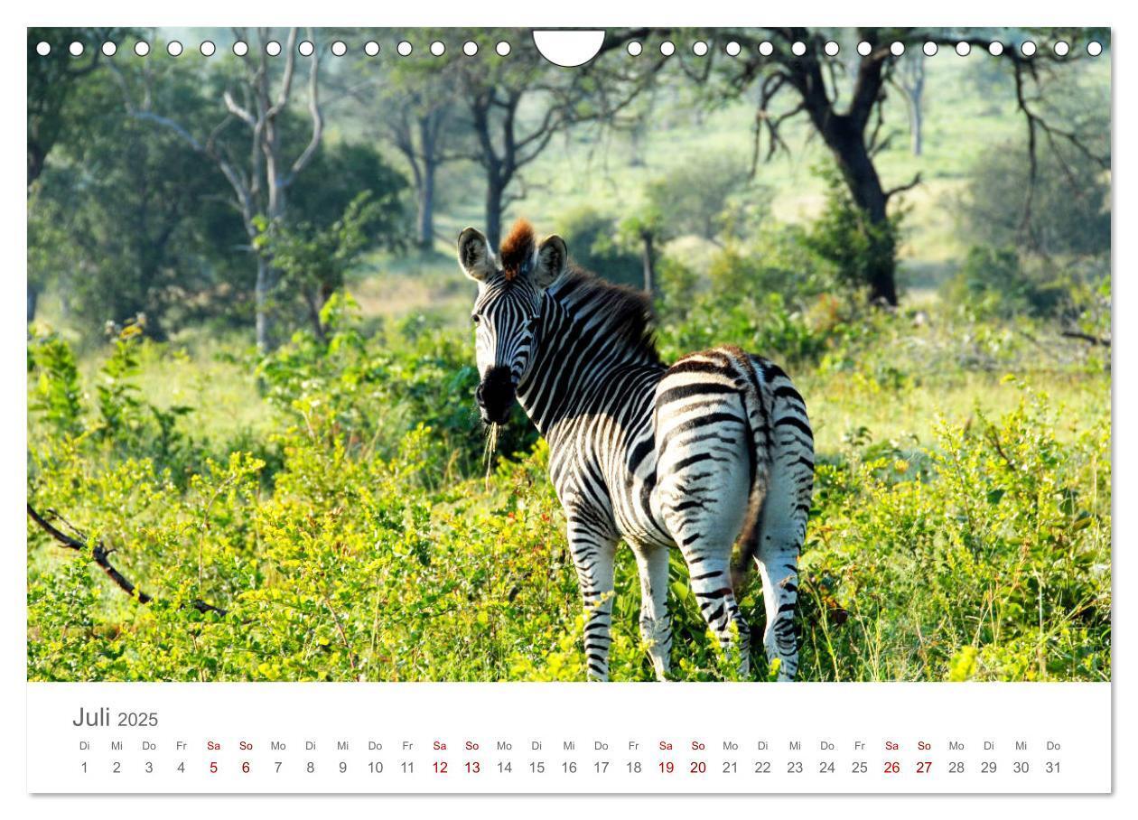 Bild: 9783435233694 | Safari / Afrika (Wandkalender 2025 DIN A4 quer), CALVENDO...