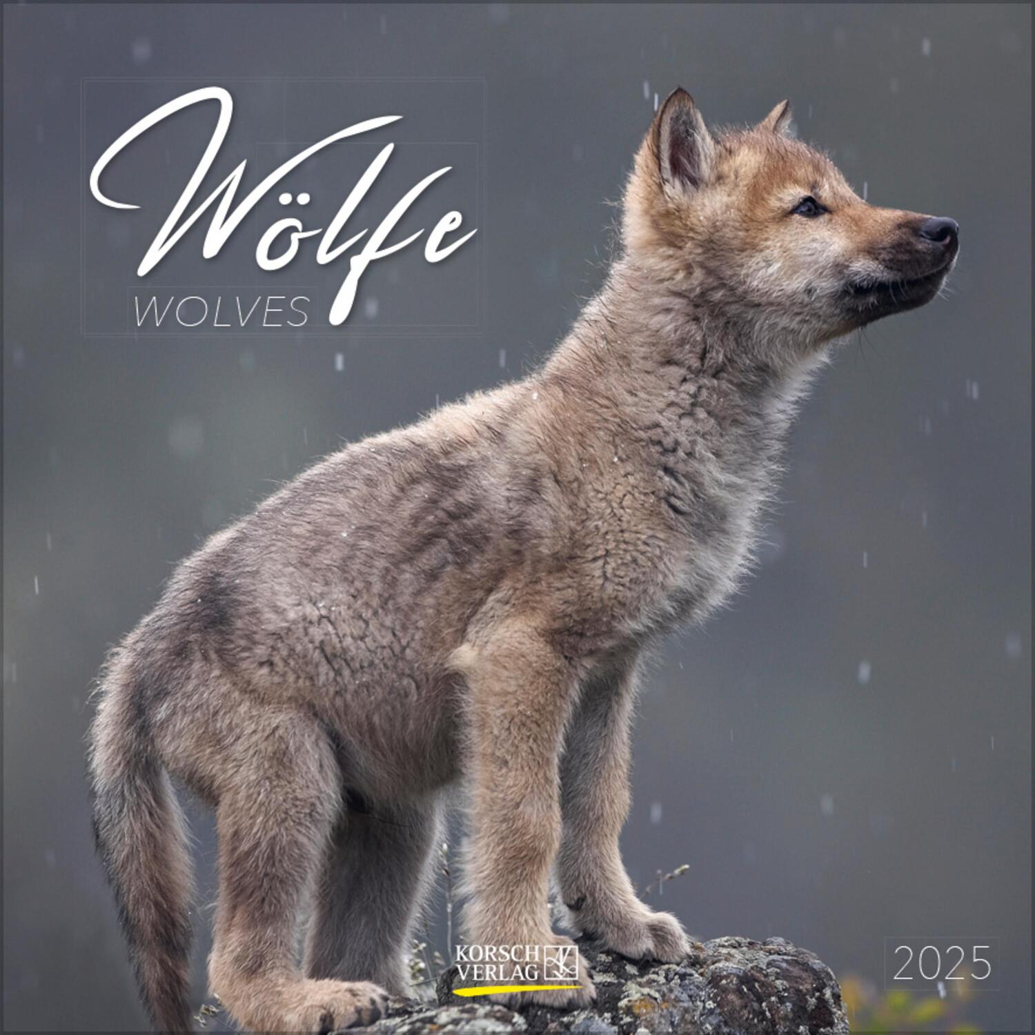 Cover: 9783731876533 | Wölfe 2025 | Verlag Korsch | Kalender | 13 S. | Deutsch | 2025