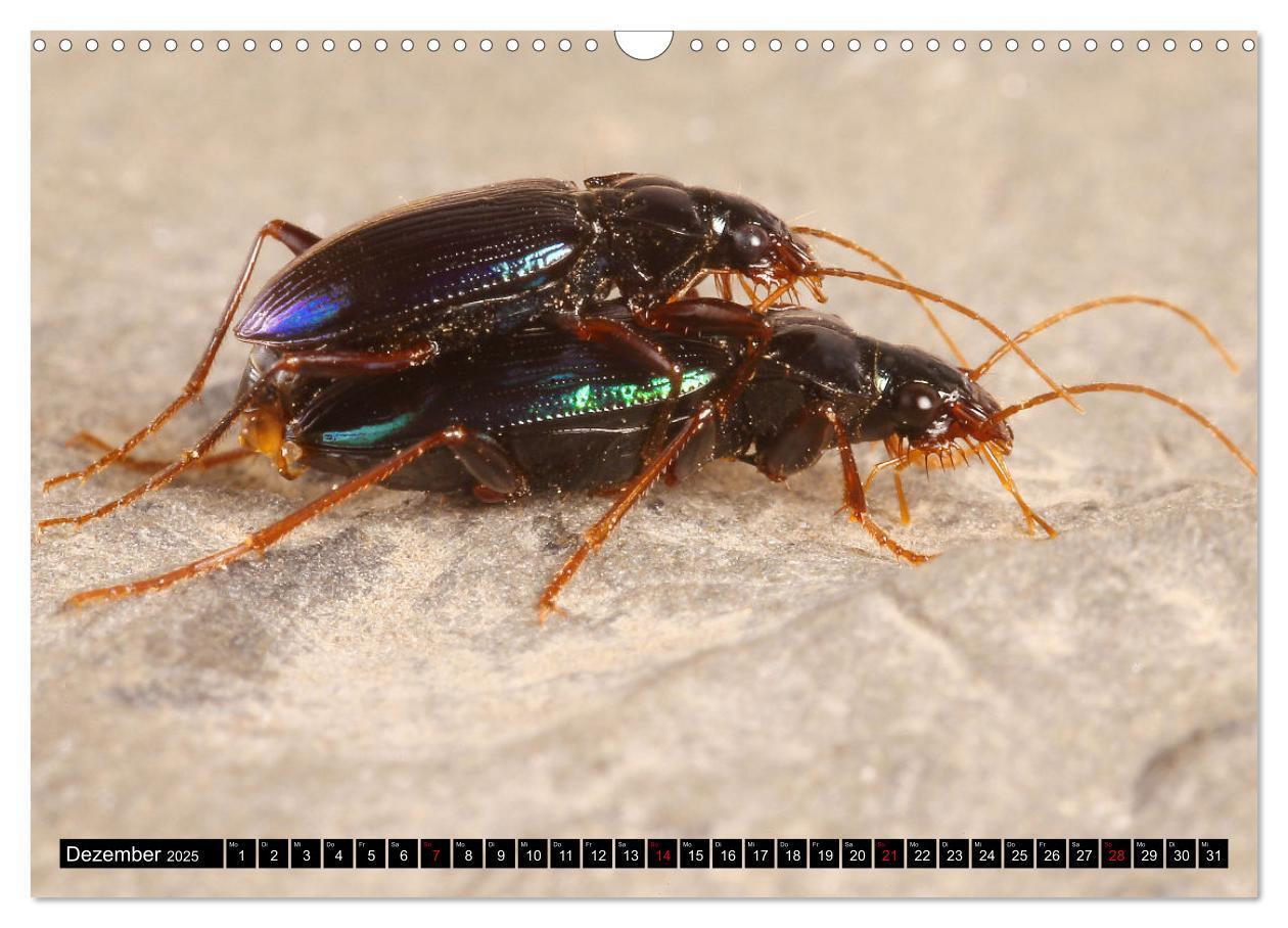 Bild: 9783435076949 | LAUFKÄFER - CARABIDAE (Wandkalender 2025 DIN A3 quer), CALVENDO...