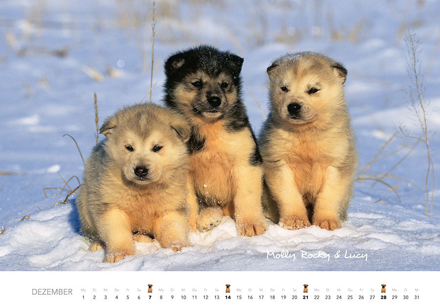 Bild: 9783966648349 | Tierkinder auf dem Bauernhof Kalender 2025 | J.-L. Klein (u. a.)