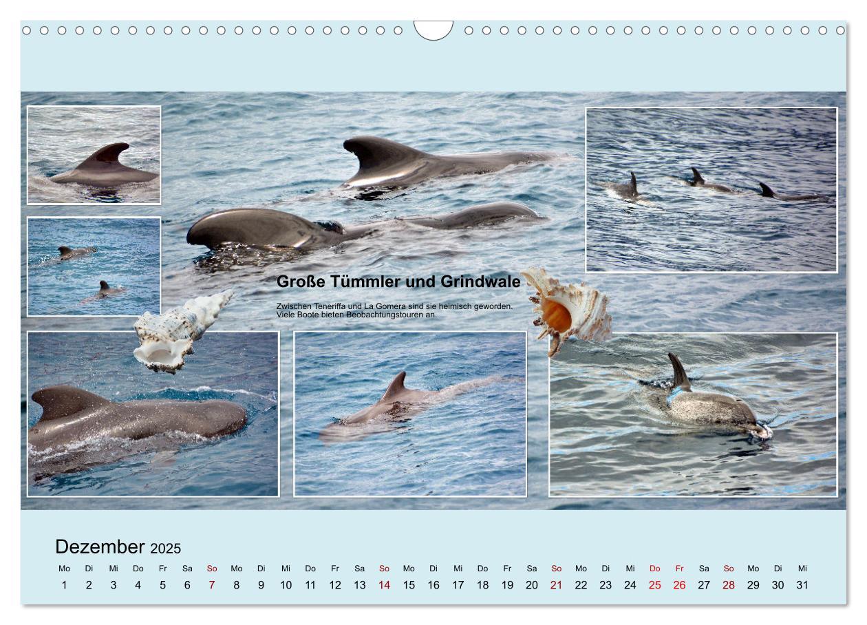 Bild: 9783435006007 | Zauberhaftes Teneriffa (Wandkalender 2025 DIN A3 quer), CALVENDO...