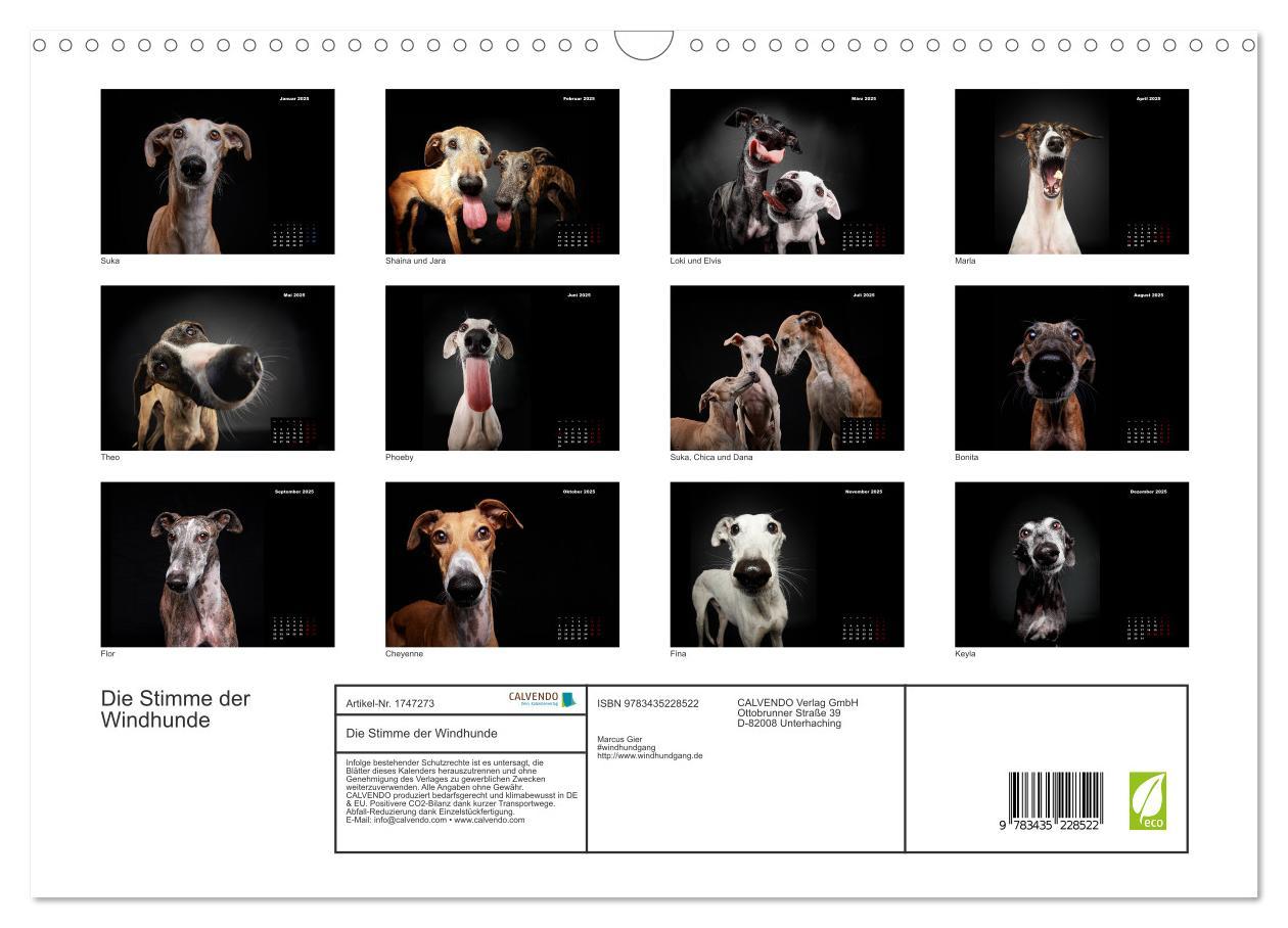 Bild: 9783435228522 | Die Stimme der Windhunde (Wandkalender 2025 DIN A3 quer), CALVENDO...