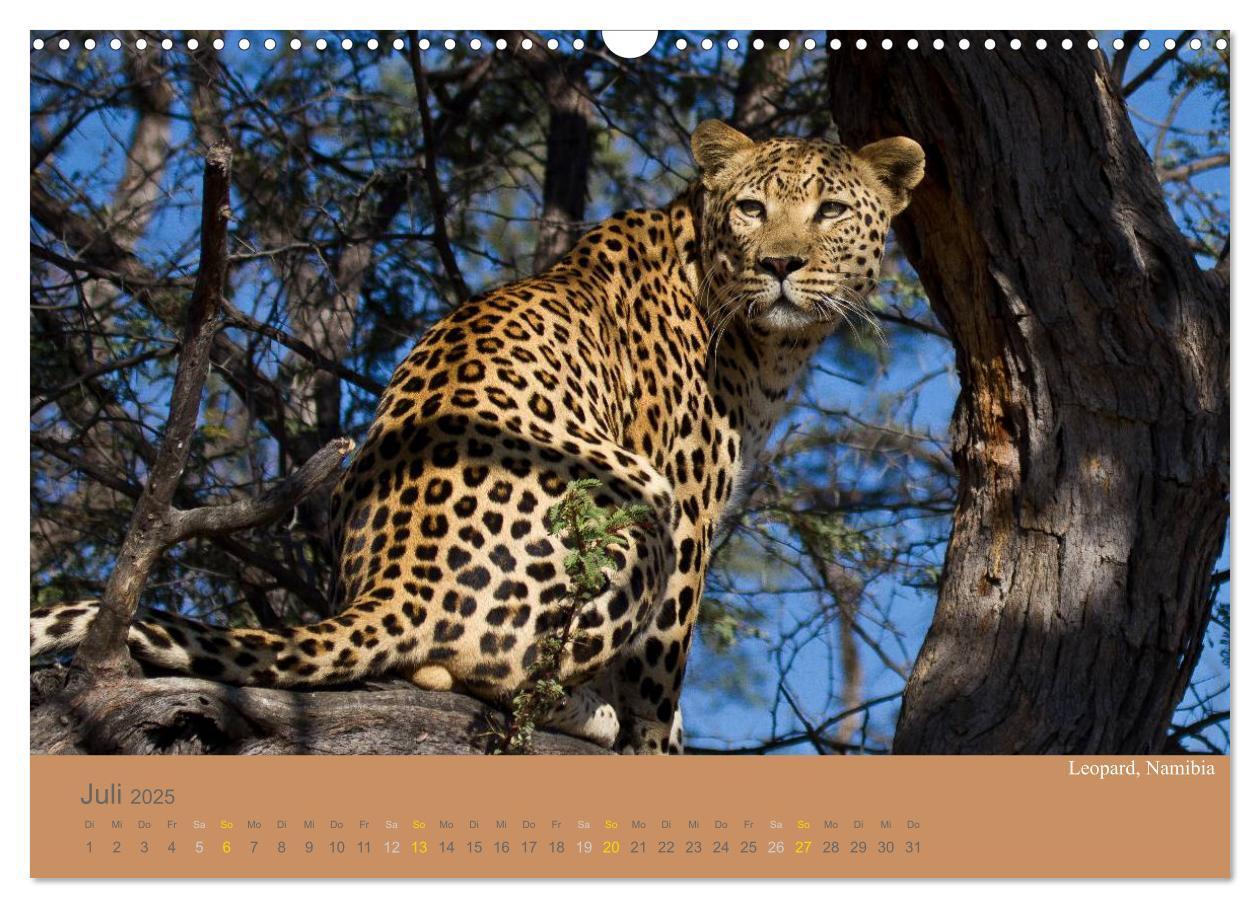 Bild: 9783435830077 | Afrika Impressionen. NAMIBIA - SÜDAFRIKA - BOTSWANA (Wandkalender...