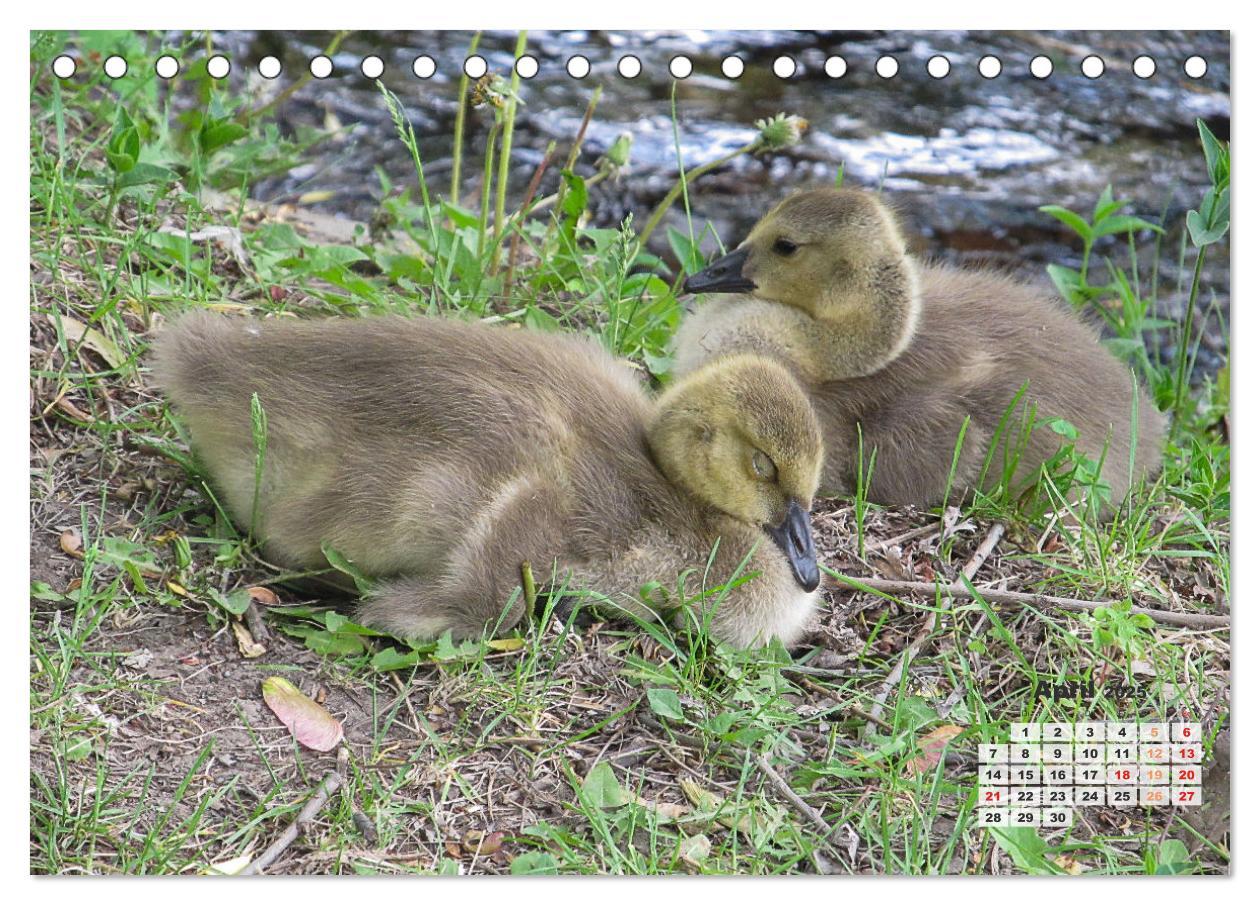 Bild: 9783457206218 | Kanadas charmante Kleintiere - Bezaubernde Einblicke in die Natur...