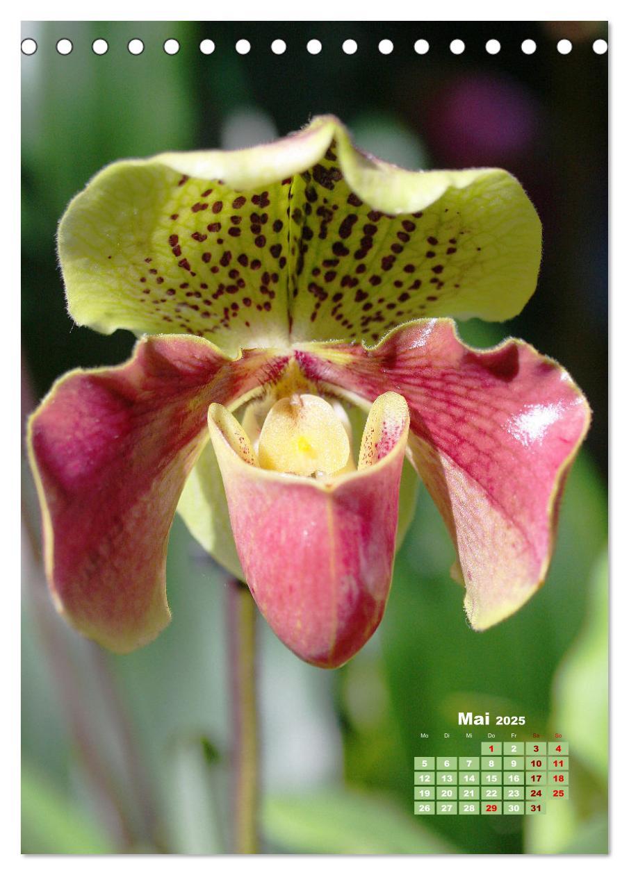 Bild: 9783435894772 | Traumhafte Orchideen (Tischkalender 2025 DIN A5 hoch), CALVENDO...