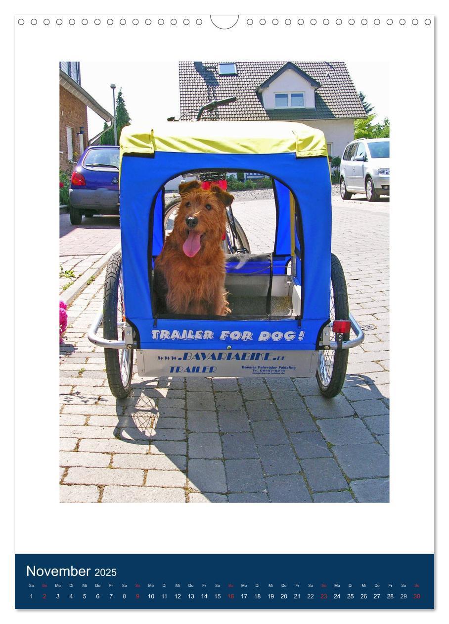 Bild: 9783435950768 | Kelly - Ein Irish Terrier macht Urlaub (Wandkalender 2025 DIN A3...