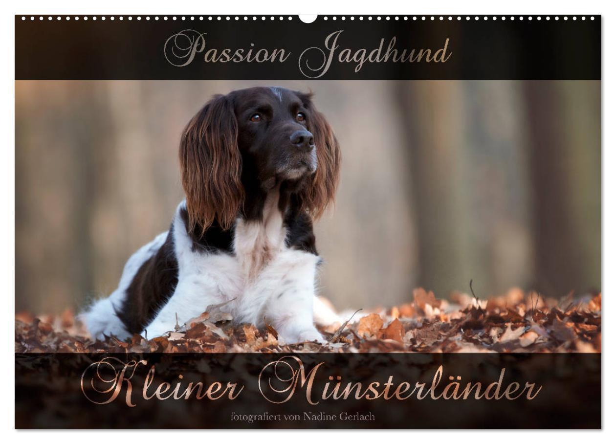 Cover: 9783435264285 | Passion Jagdhund - Kleiner Münsterländer (Wandkalender 2025 DIN A2...