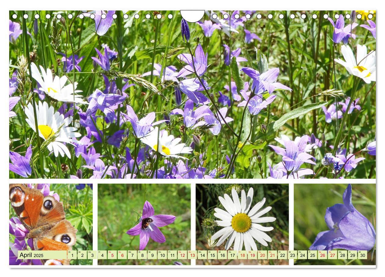 Bild: 9783435221837 | Blütenmeer am Wegesrand (Wandkalender 2025 DIN A4 quer), CALVENDO...