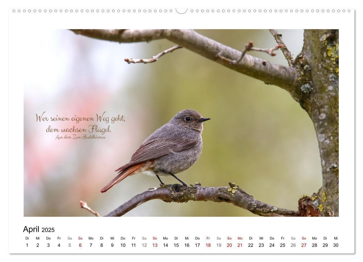 Bild: 9783383972560 | Vögel und geflügelte Worte (Wandkalender 2025 DIN A2 quer),...