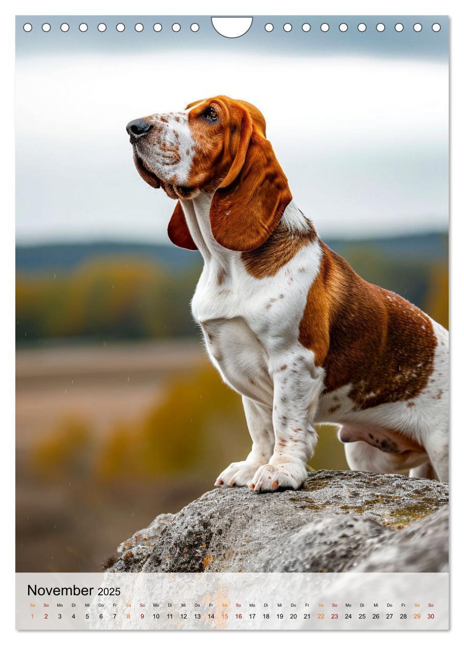 Bild: 9783383779855 | Basset Hound - freundlich und anhänglich (Wandkalender 2025 DIN A4...