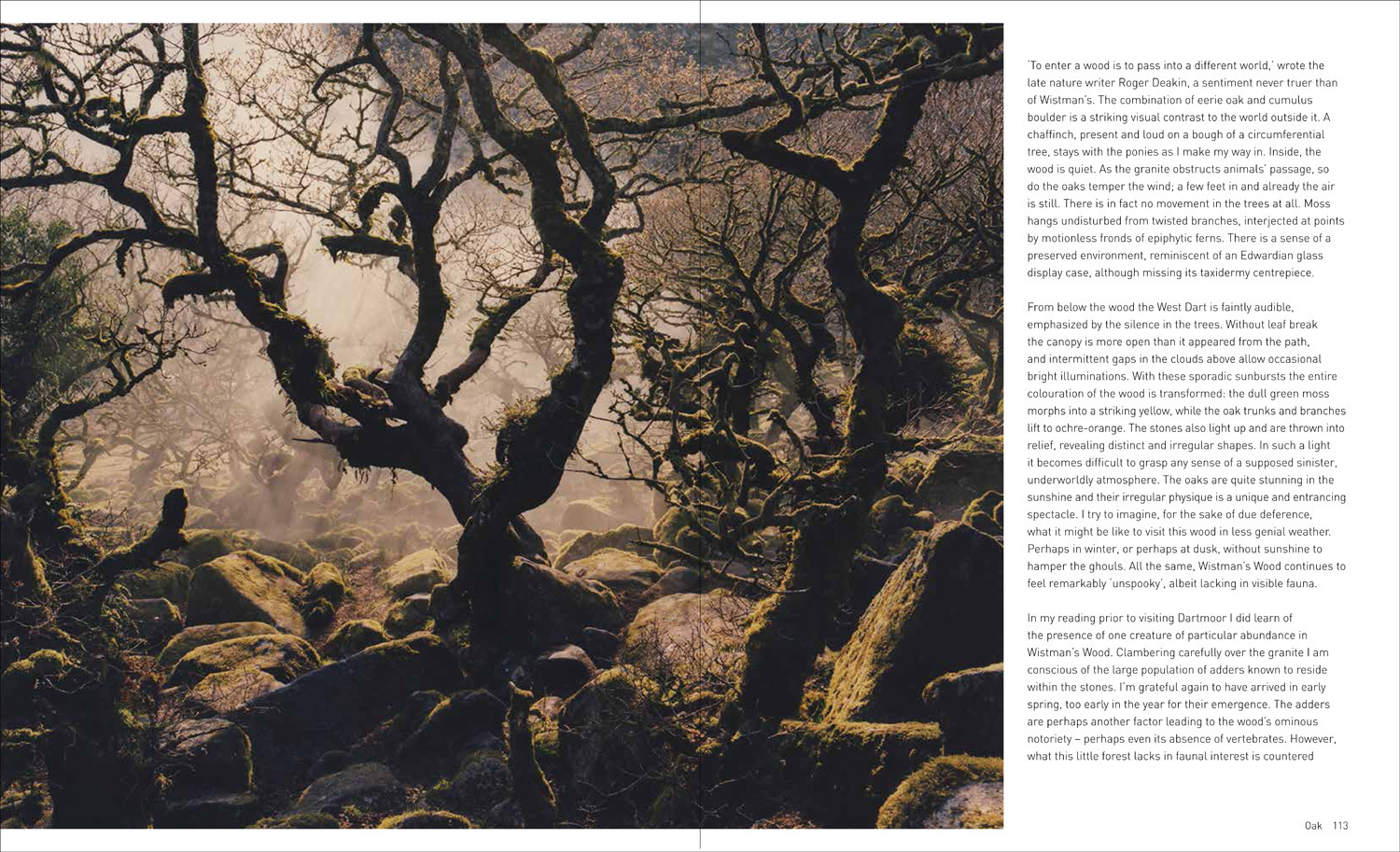 Bild: 9781911595267 | Forest | Walking among trees | Matt Collins | Buch | Gebunden | 2019