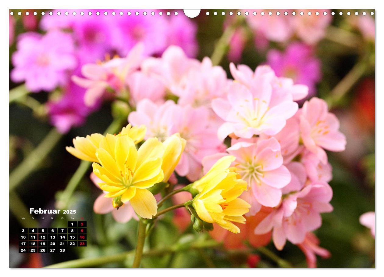 Bild: 9783435132775 | Lewisia, das Porzellanröschen (Wandkalender 2025 DIN A3 quer),...